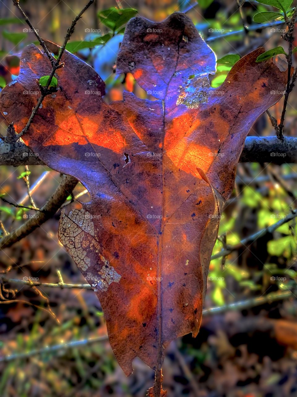 Fiery Leaf