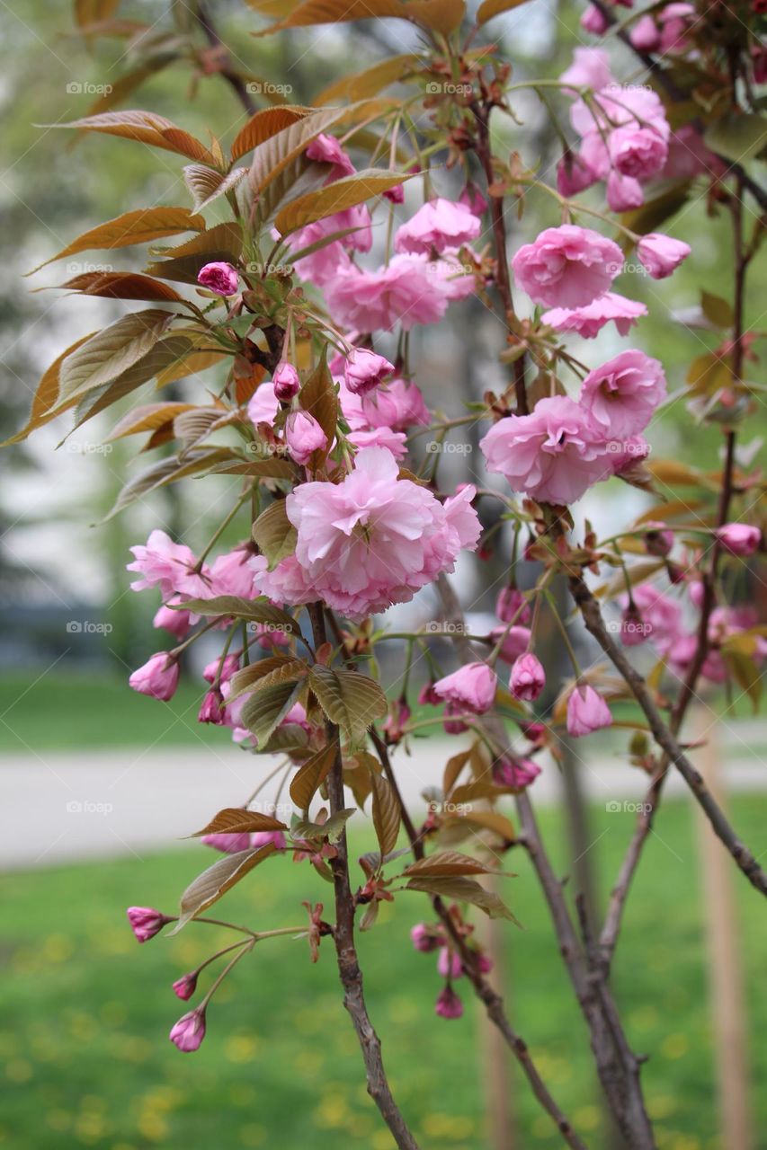 spring roses