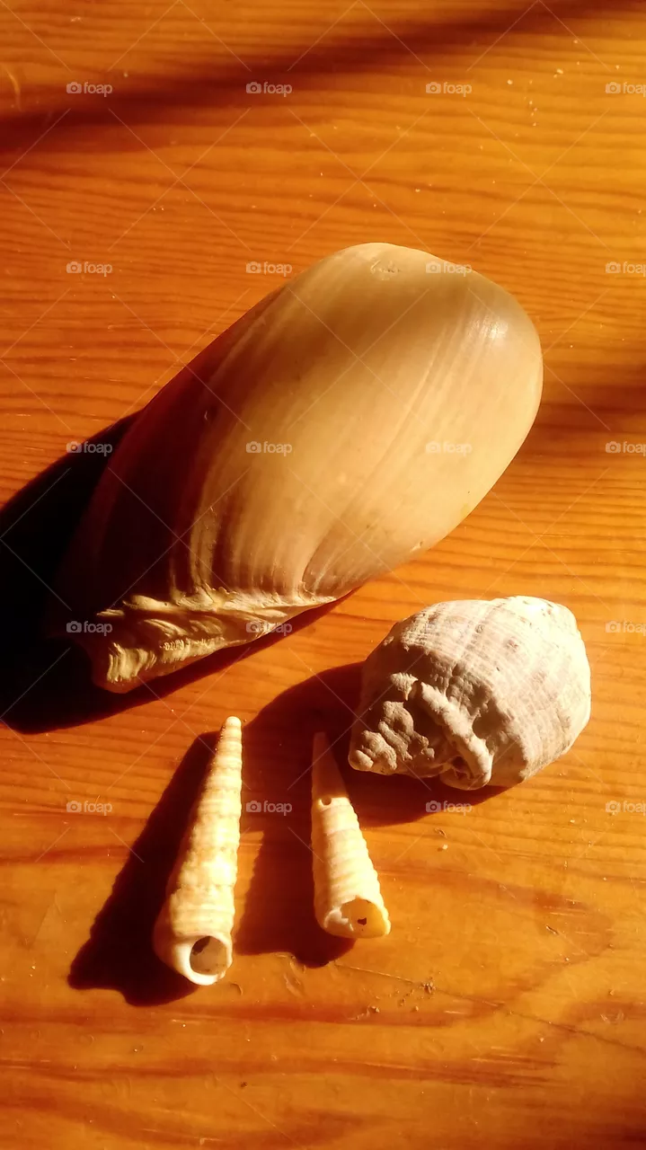 sea shell