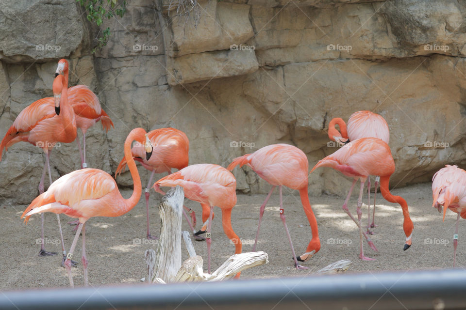 nature pink bird zoo by mandysmith210