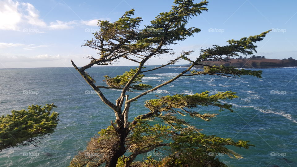 Tree on cliff