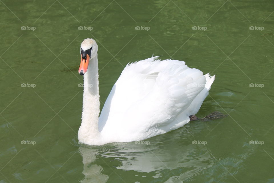 Swan 2