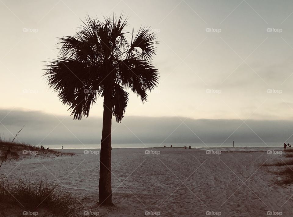 The lone palm. 