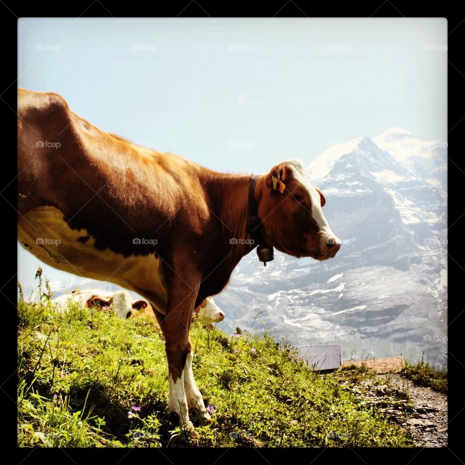 Swiss cow