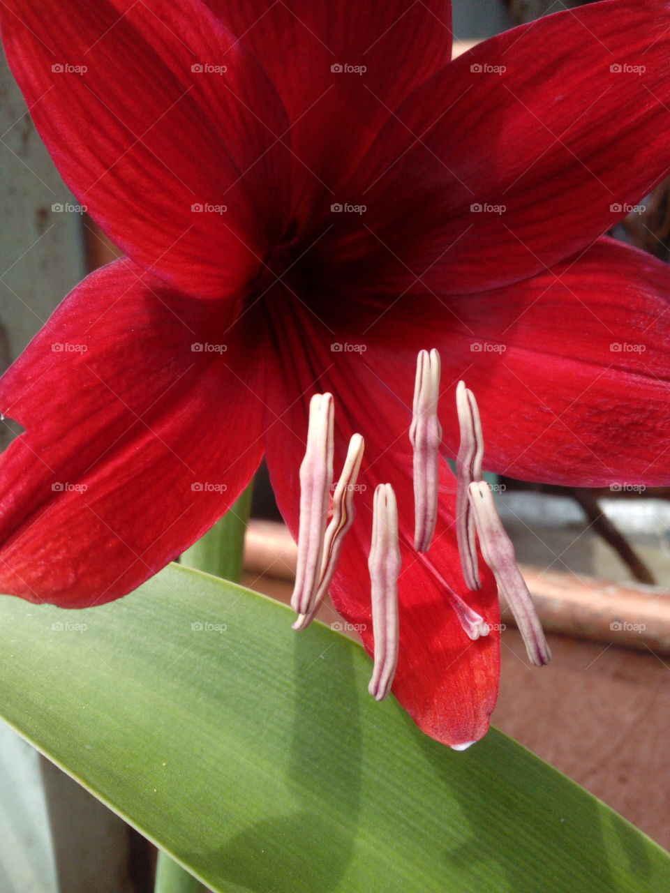 Close-up of Red Flower