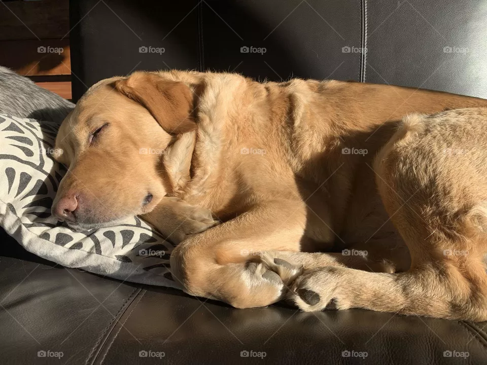 Sieste