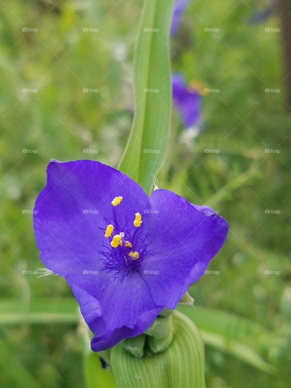 spiderwort