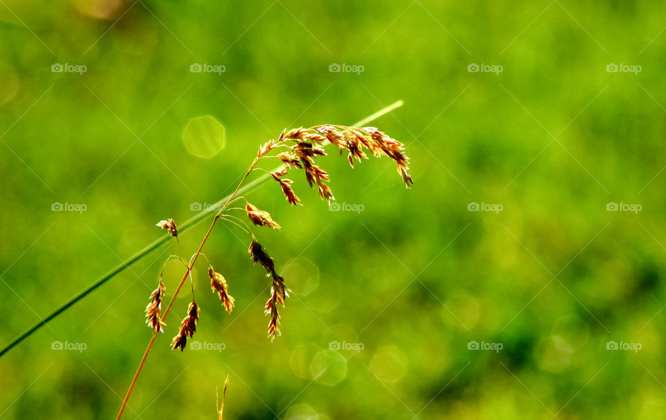 each wrapped in herbs and beautiful green background 