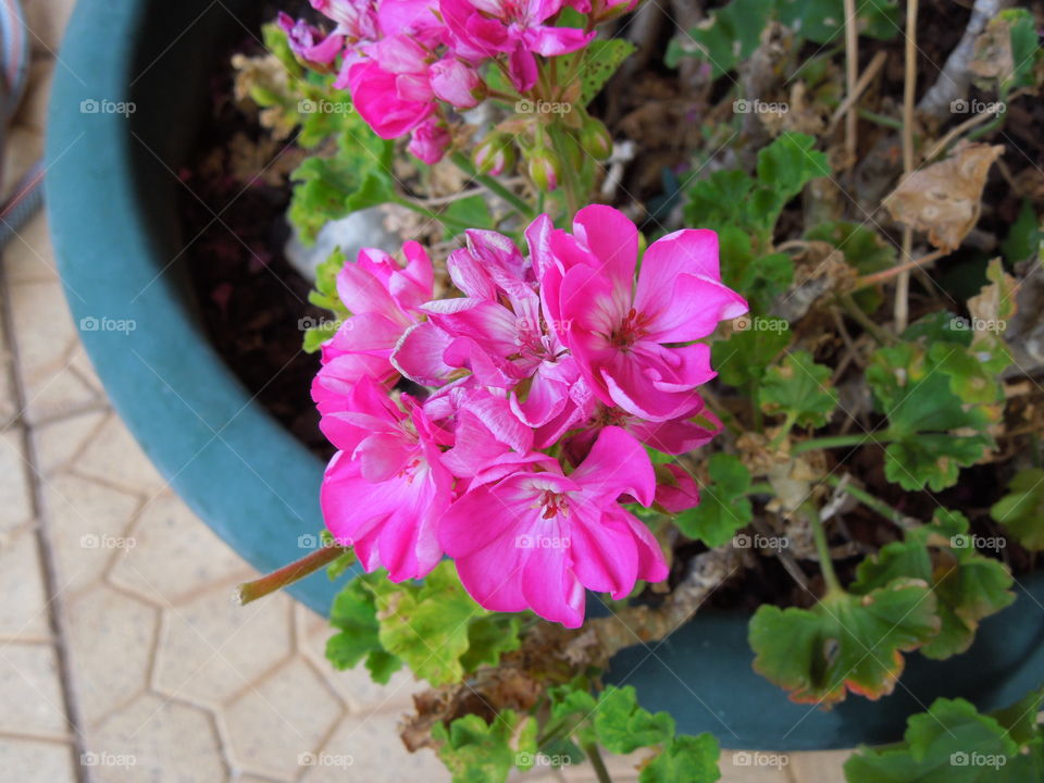 Pink geranium 