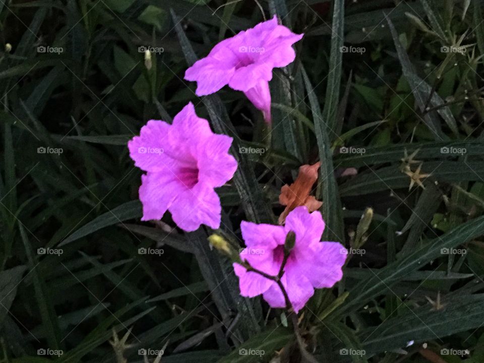 Three pink purple flowers 