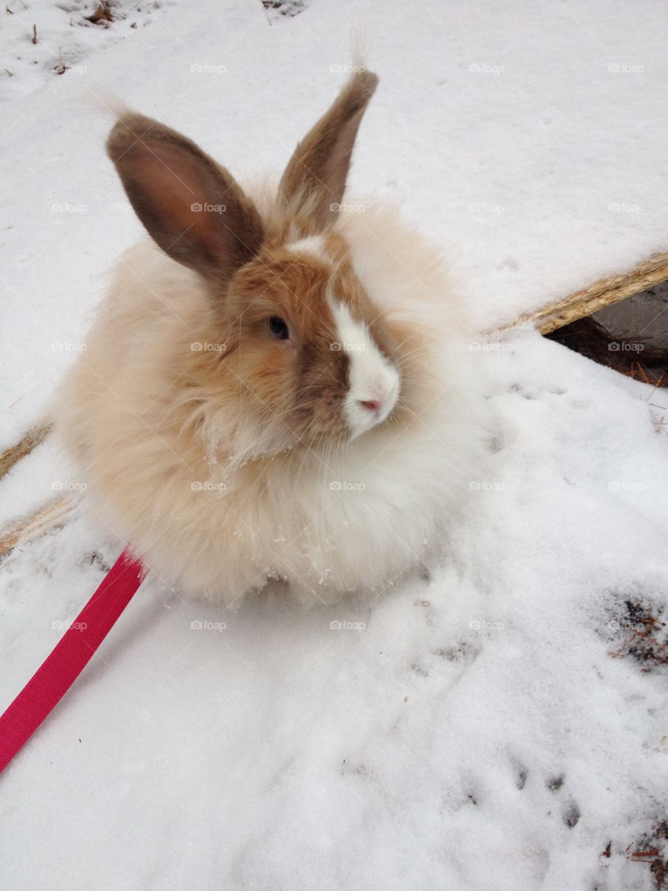 Snow Bunny. Norwich, VT