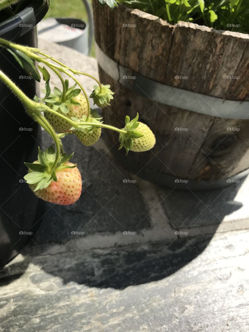 Small Norwegian strawberries. Some of them are light green, but one is light red.