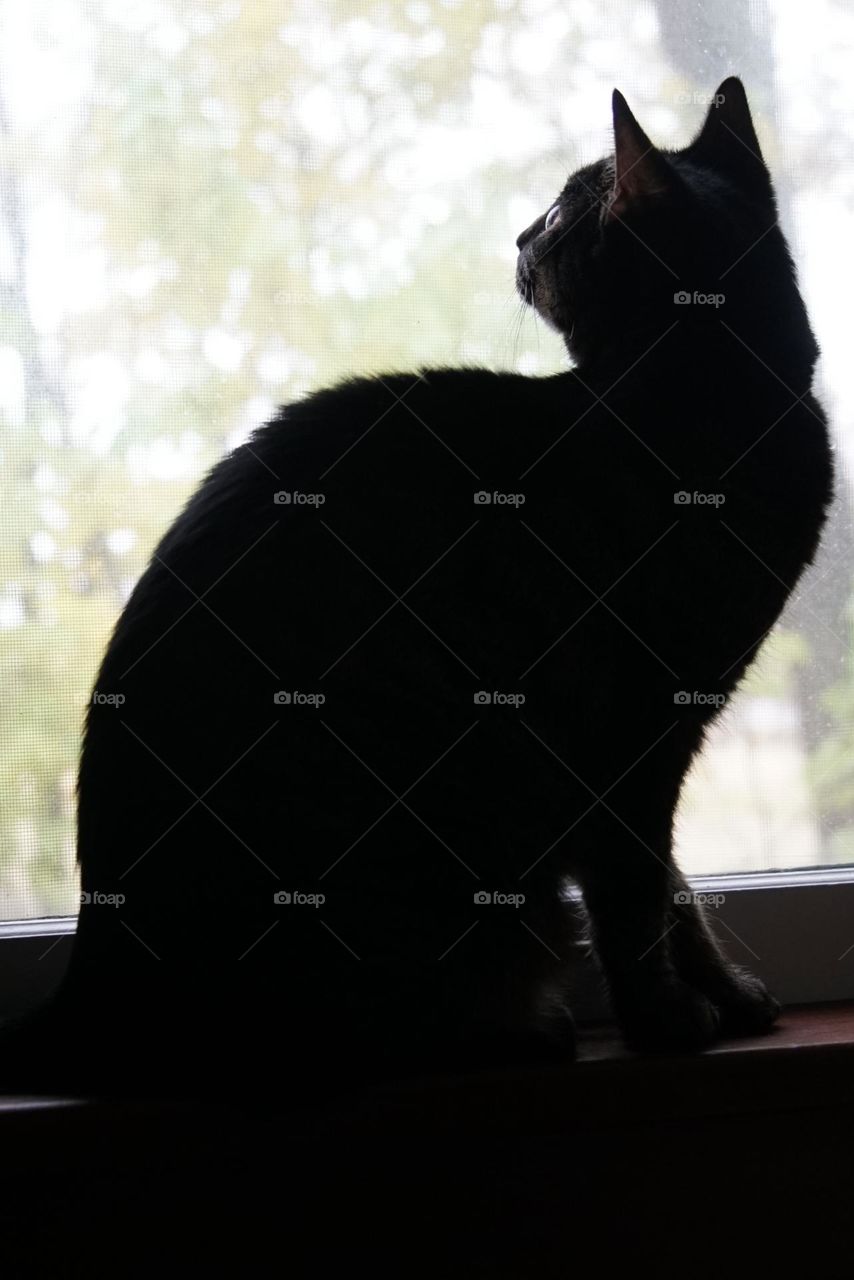 Black cat in a window sill