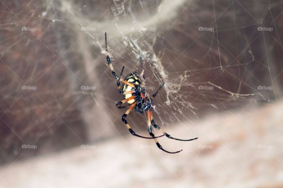 Spider, Insect, Arachnid, Spiderweb, Nature