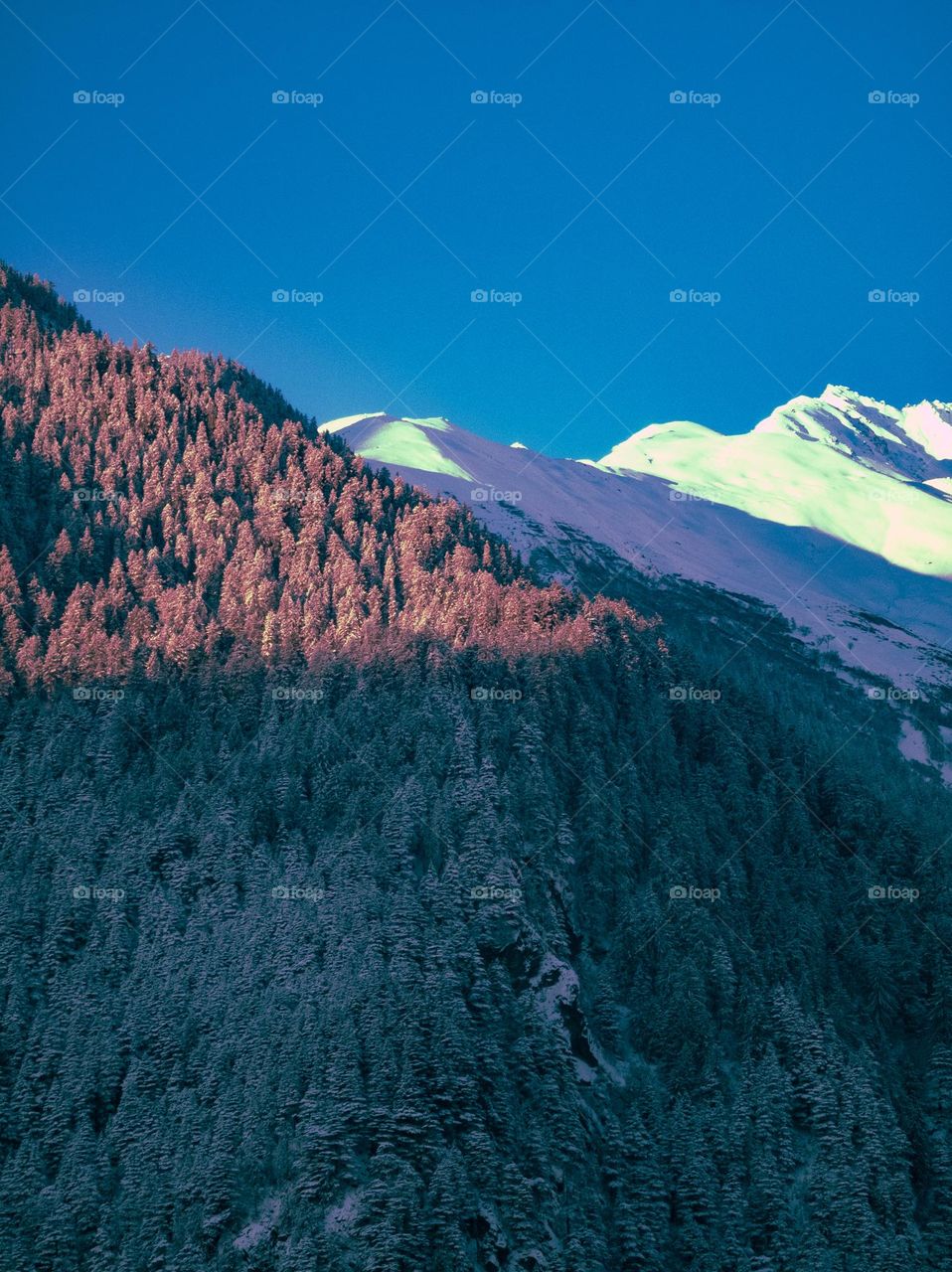 deodar trees and mountain cliff