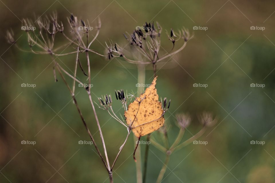 Autumn yellow leaf