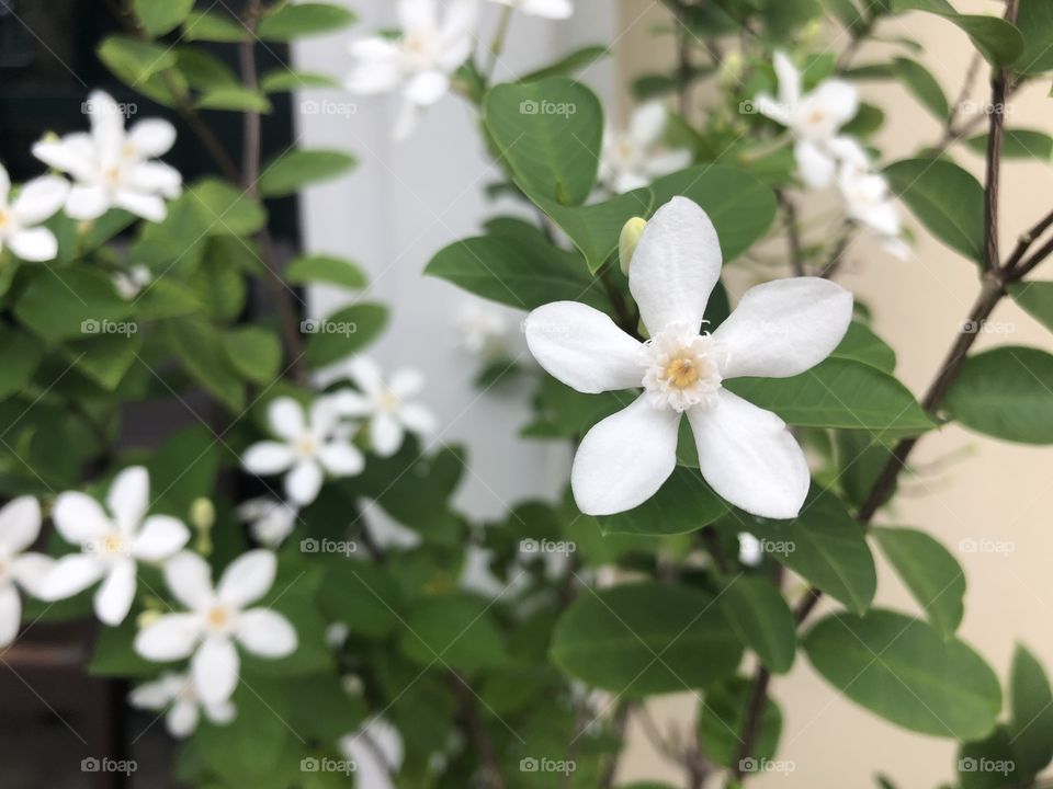 Wrightia antidysenterica