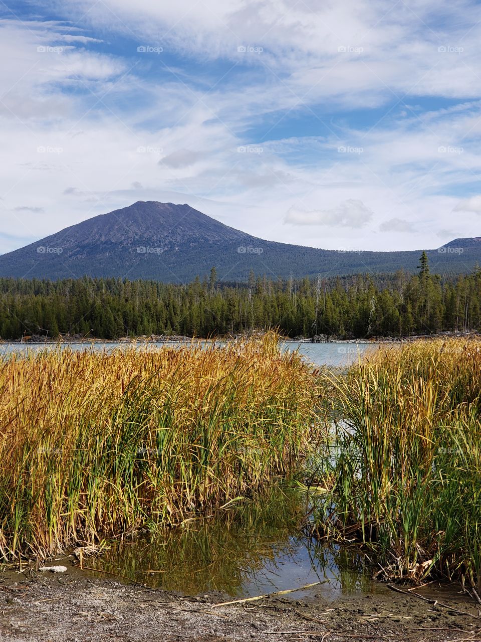 Mt. Bachelor in Oregon’s Cascade Mountain Range overlooks Lava Lake and the reeds along its shores in their fall colors of yellow and orange in the Deschutes National Forest on a sunny autumn day.
