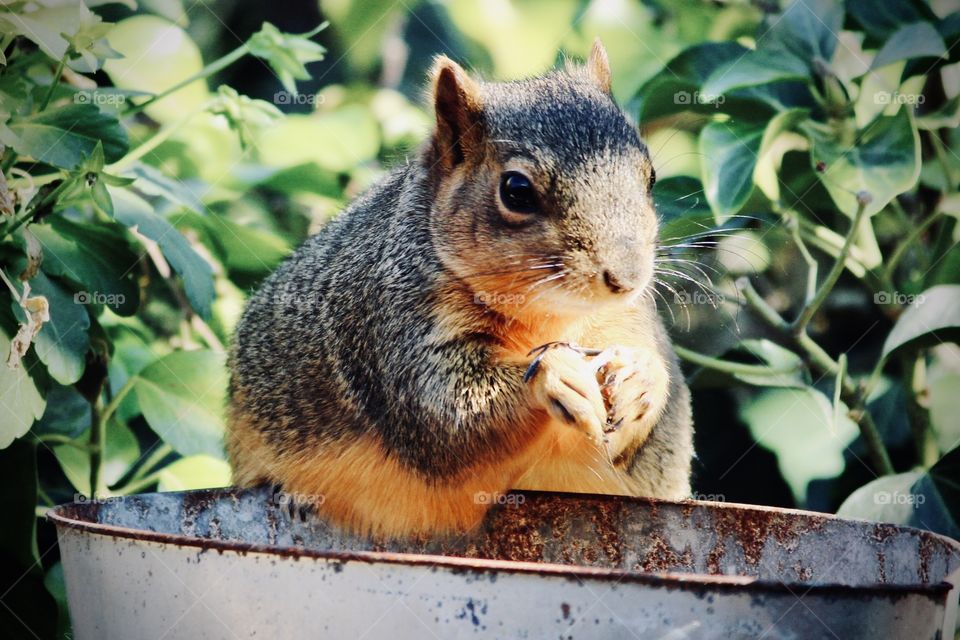 Red Fox Squirrel 