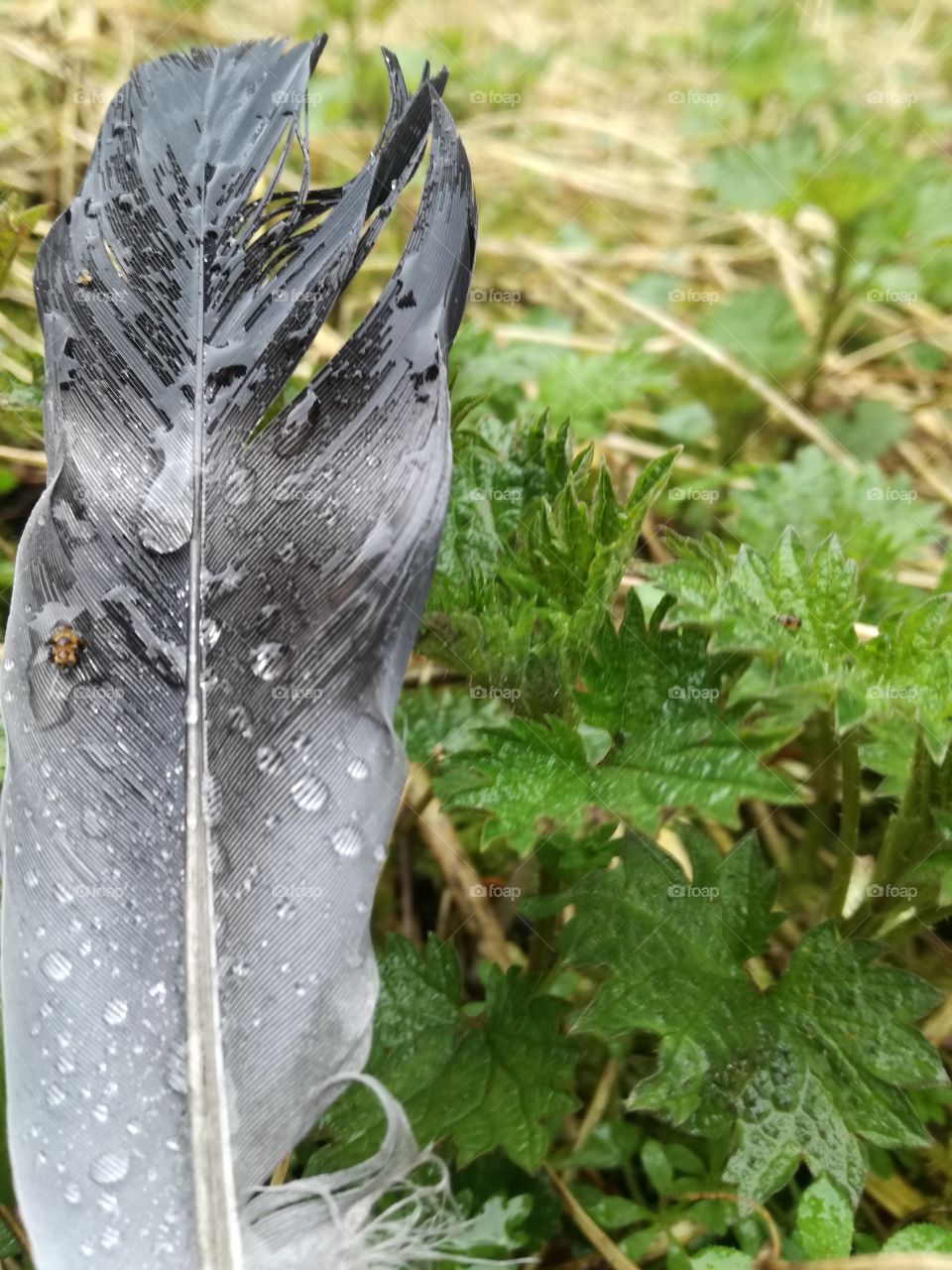 wet feather