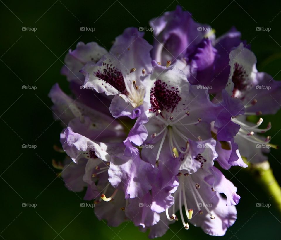 Luces de primavera 
Spring lights