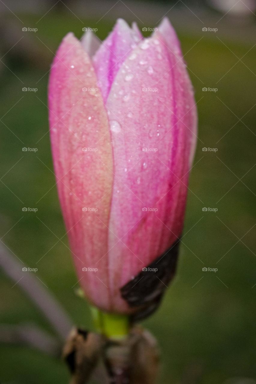 Magnolia flower