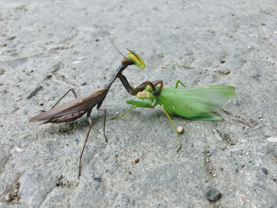 The first and the last love. Praying mantis eating it’s male alive. 