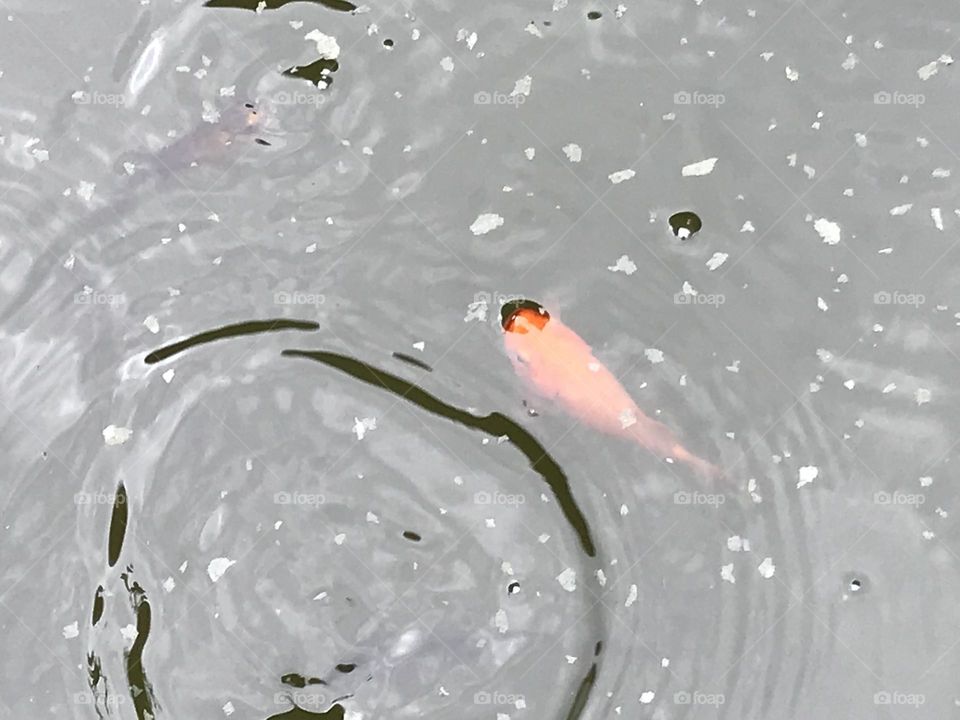 Feeding time goldfish in the garden 