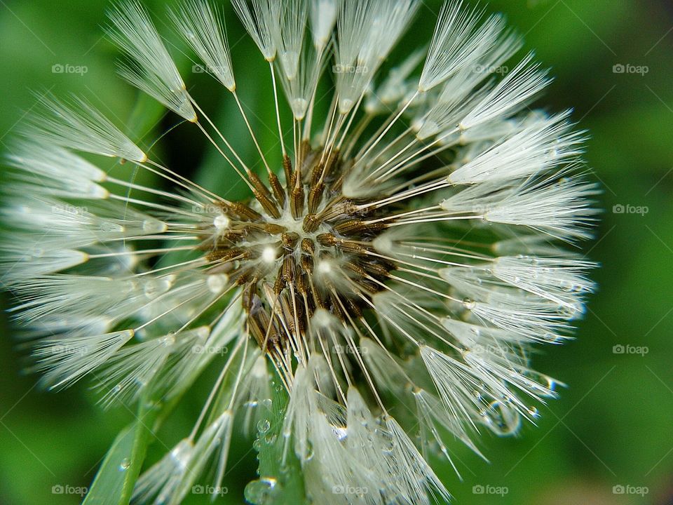 Extreme close up of dandelion
