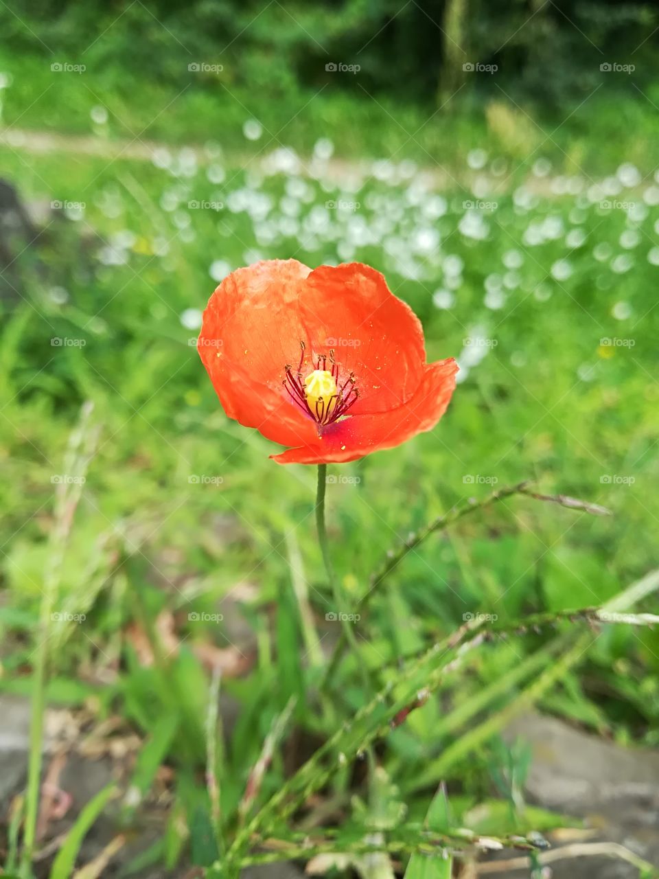 Poppy