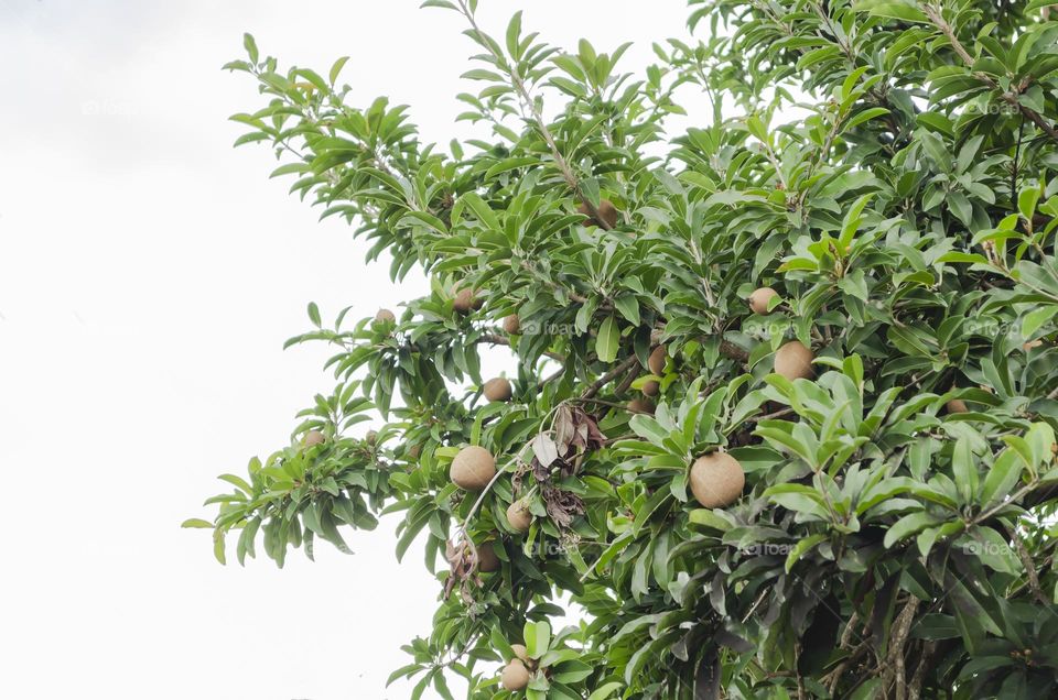 Sopodilla (Naseberry) Tree With Fruits