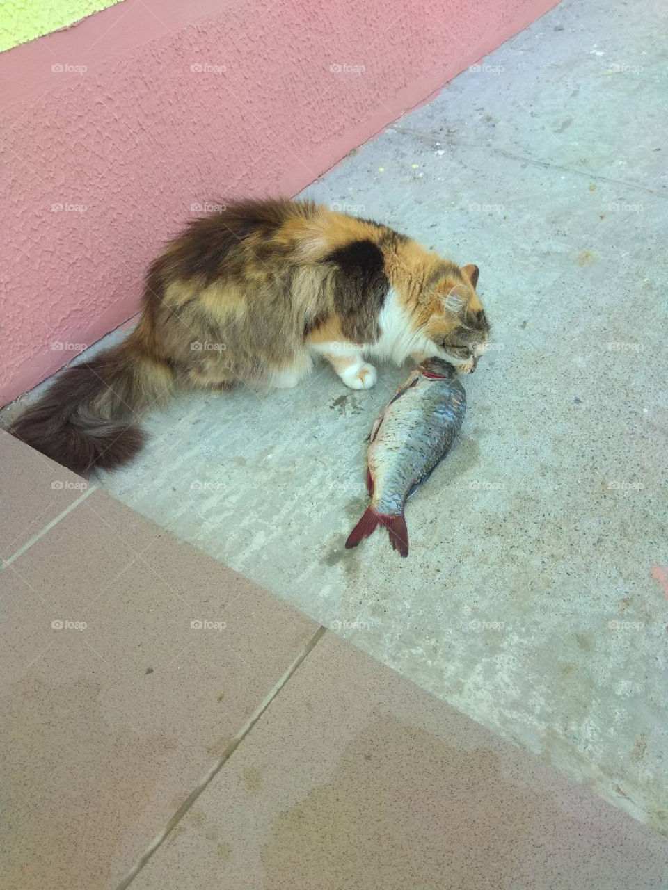 Cat and fish