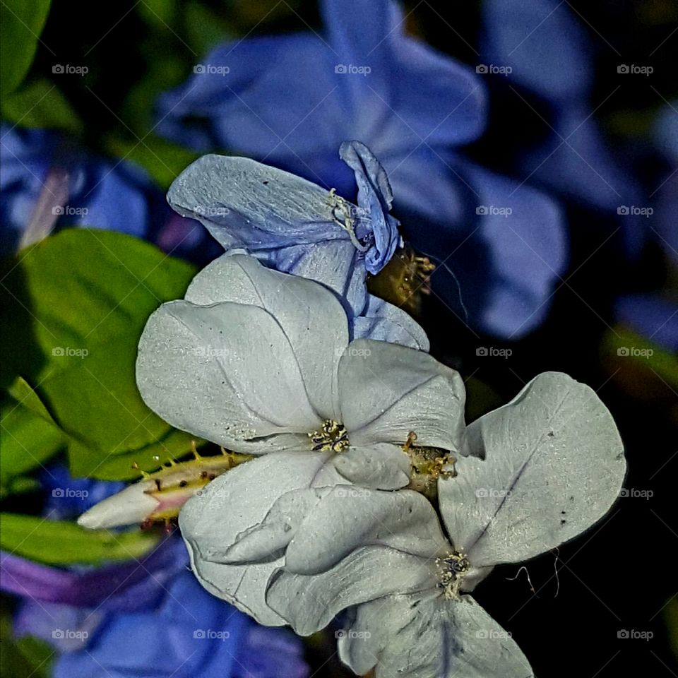 flower from Palatka