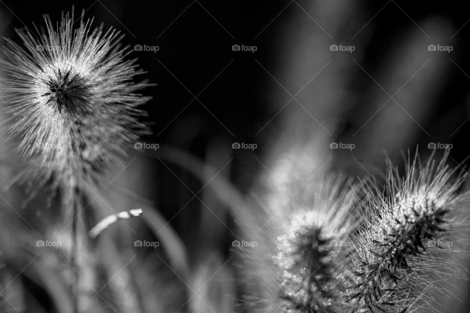 Grass in Monochrome