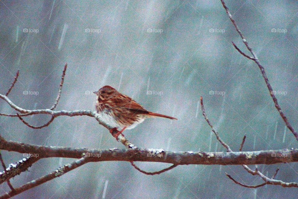 Beautiful birdie enjoy the snow fall
