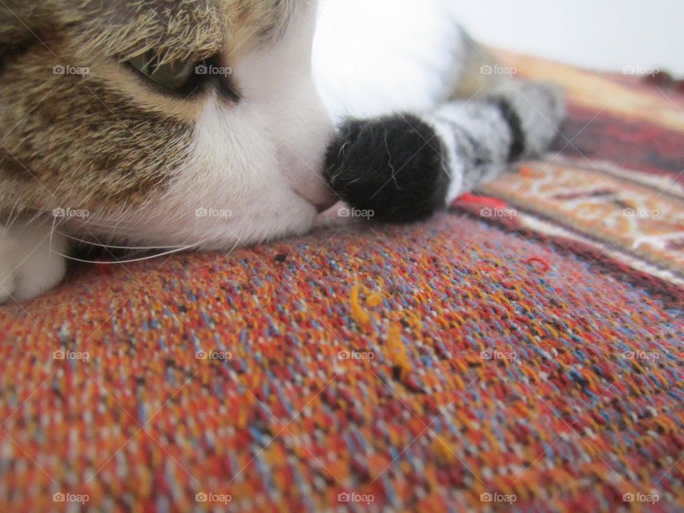Close up of a cat's nose touching his tail