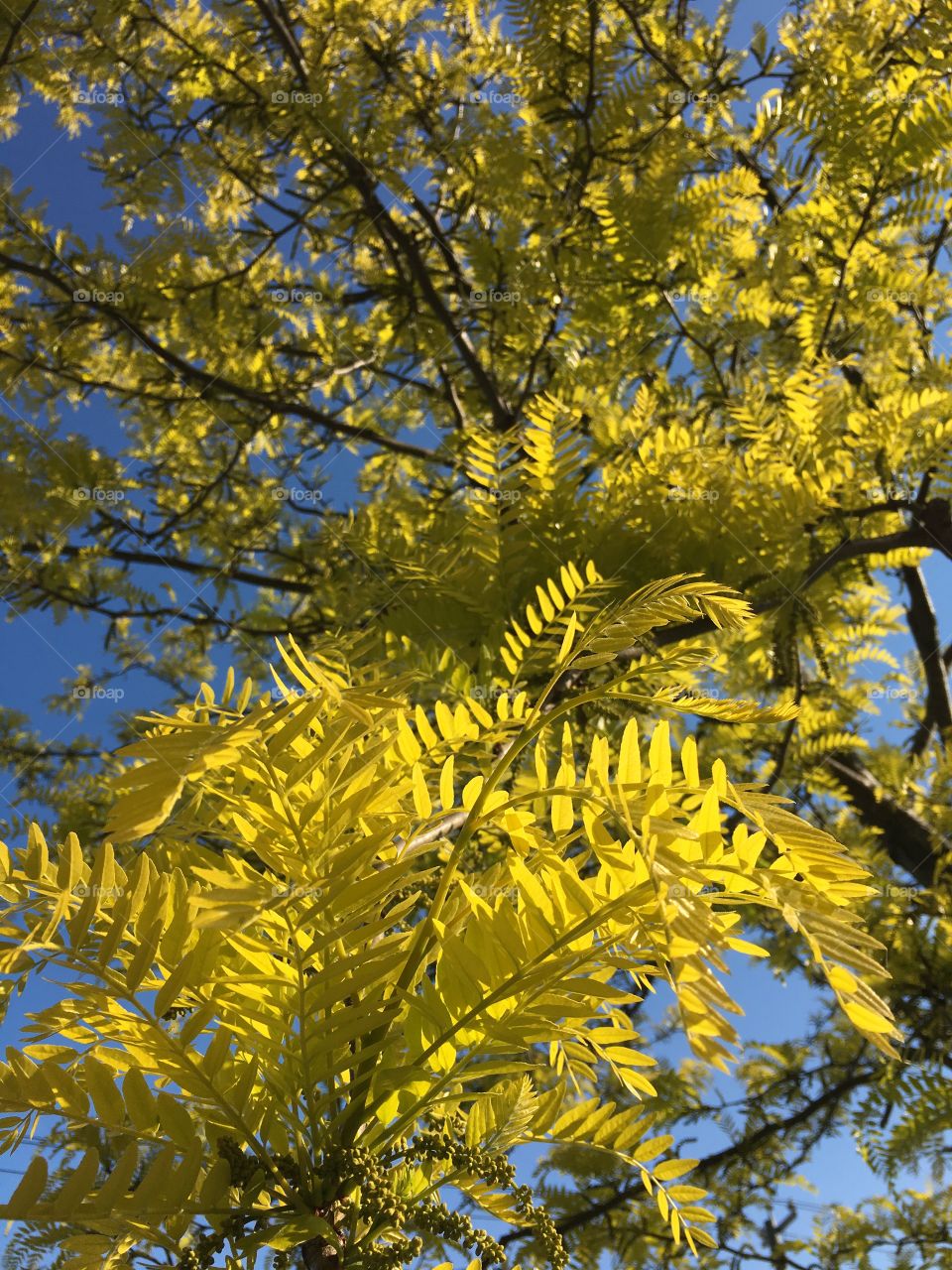 Tree in morning light