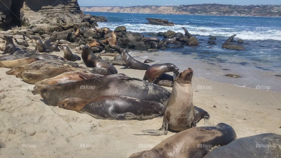 sea lions on the beach San Diego