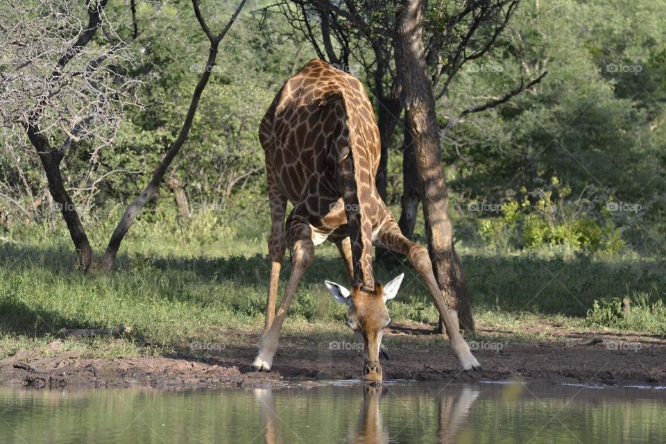 Giraffe drinking at a waterhole.