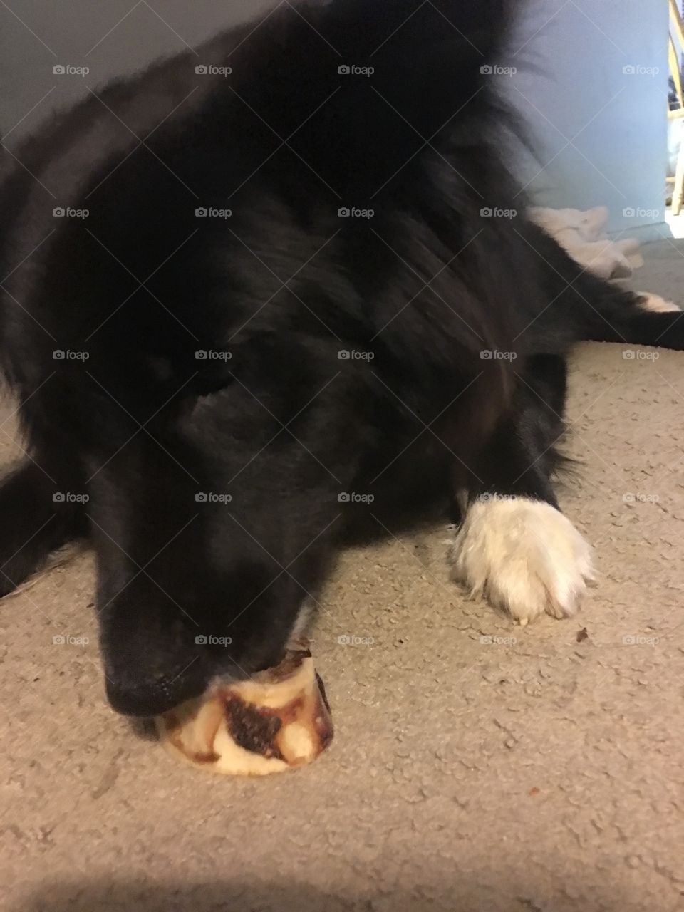 Dog, Mammal, Canine, One, No Person