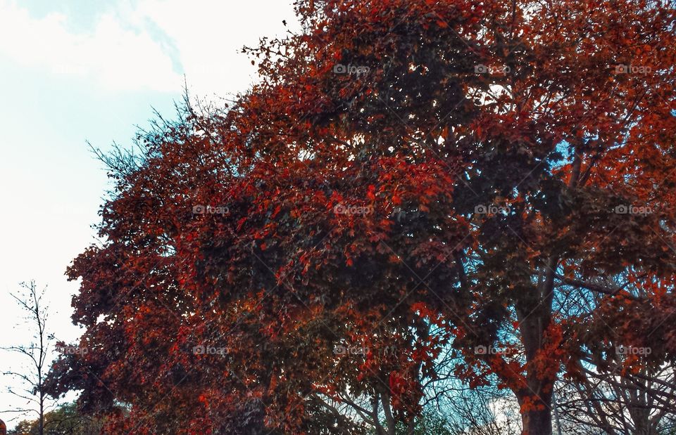 Tree With Red Leaves