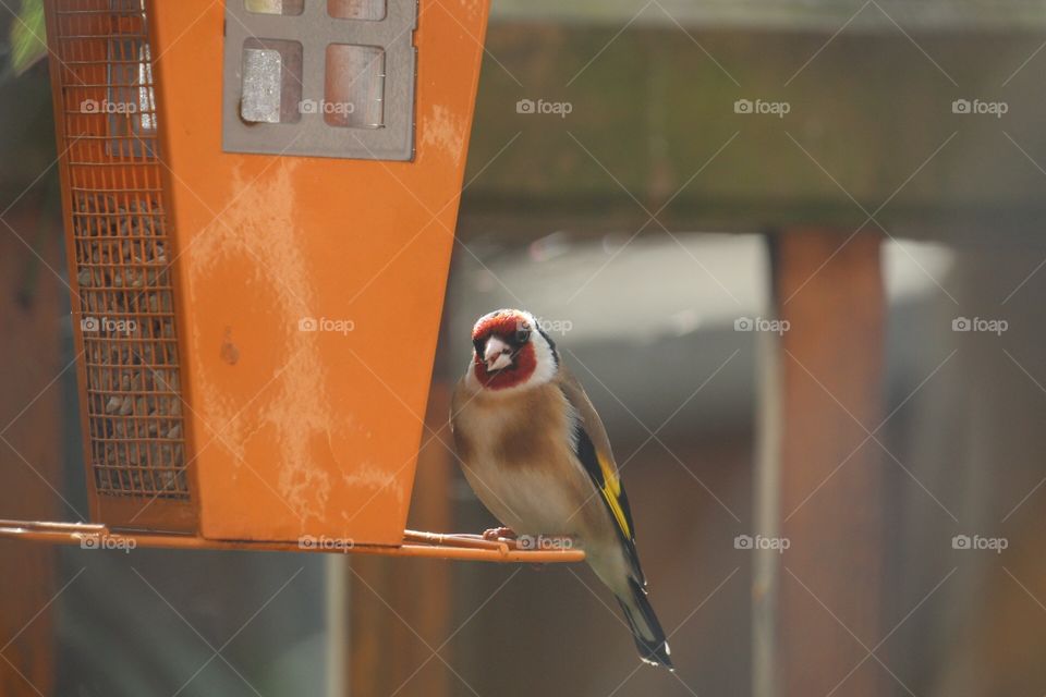 Goldfinch eating sunflower hearts