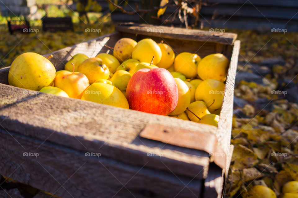 Harvest ripe juicy and tasty apples. Harvested juicy apples from fertile trees.