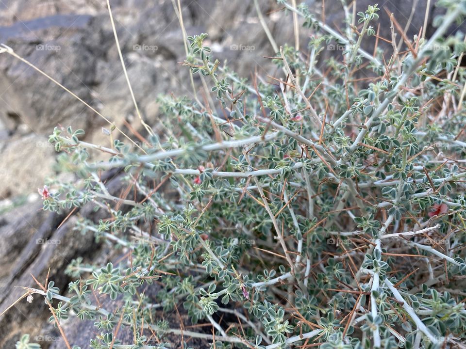 amazing trip with my family in the eid , city taif ,desert herbal 