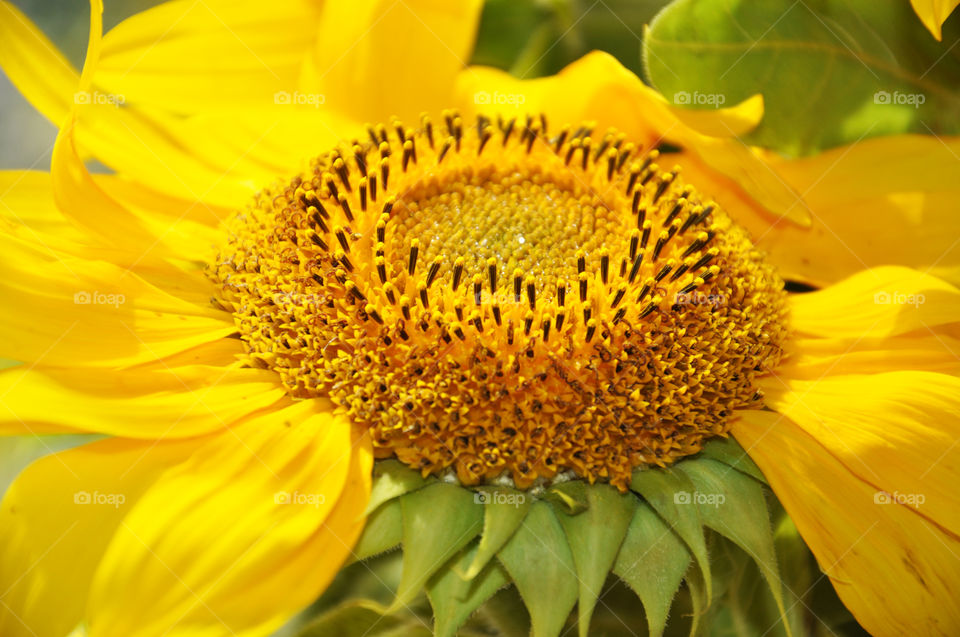 sunflowers