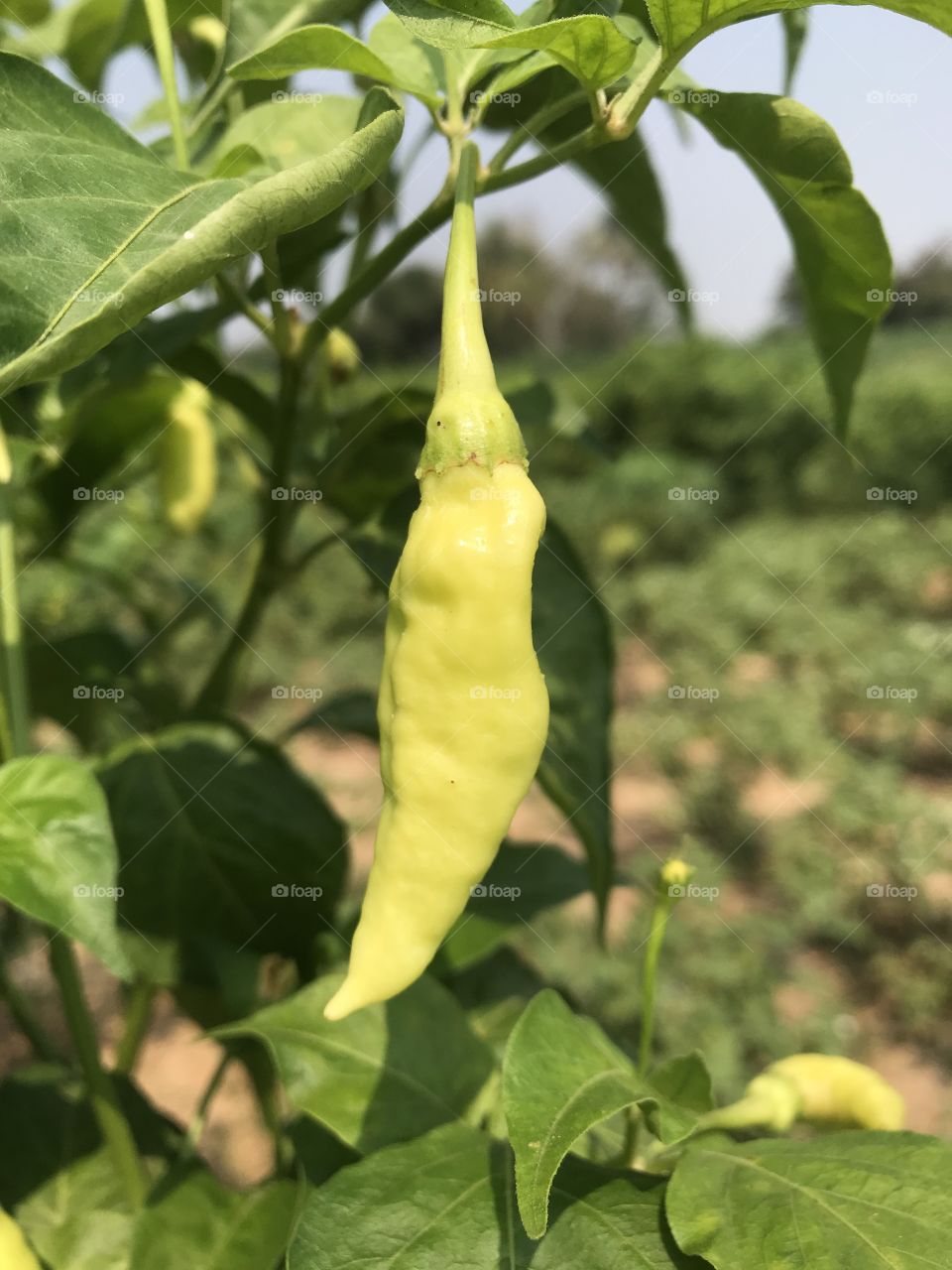 CAPSICUM FRUTESCENS LINN. +ฟฟ