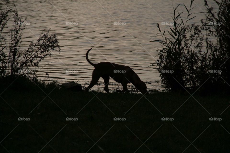 Doggy at the waterside