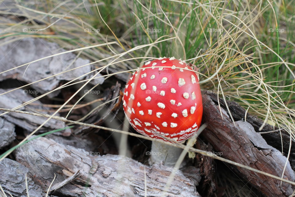 Forest, nature, mushrooms, trees, landscape