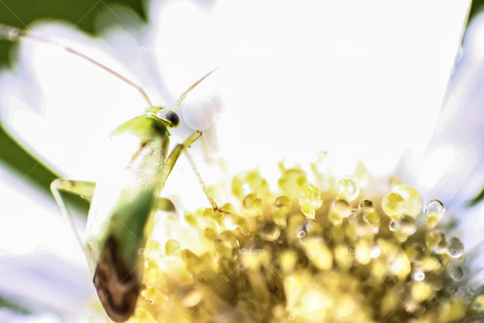 macro green bug white flower