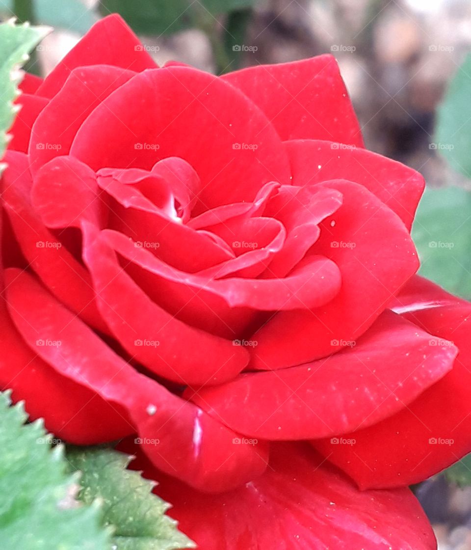 lovely red rose